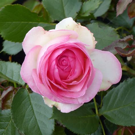Rosa Pierre De Ronsard Rosier Grimpant à Grosse Fleur Très Double