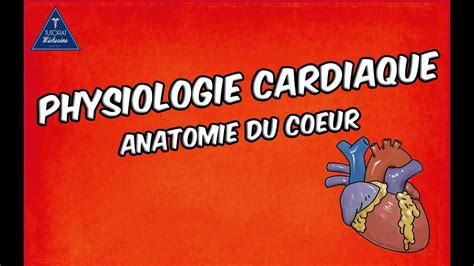 Physiologie Cardiaque Anatomie Du Coeur Youtube