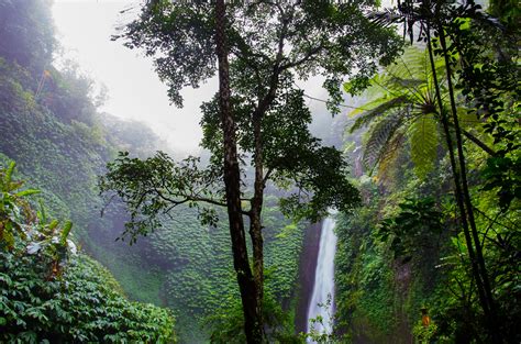 Free photo: Jungle - Cold, Fog, Forest - Free Download - Jooinn