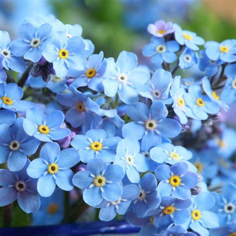 Myosotis Sylvatica Seeds Forget Me Not Ground Cover Seed