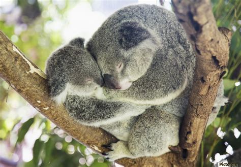Mother And Baby Koala Bears Phascolarctos Cinereus