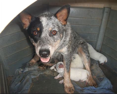 Blue Heeler Puppy Pictures Dogs Breeds Guide