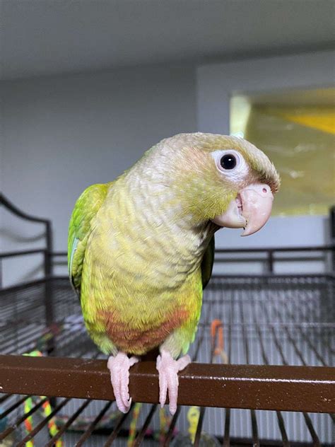 Pending Sweet Cinnamon Green Cheek