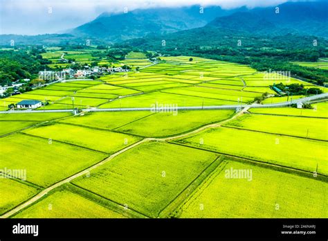 Aerial View Of Beautiful Rice Fields In Taitung Taiwan Stock Photo