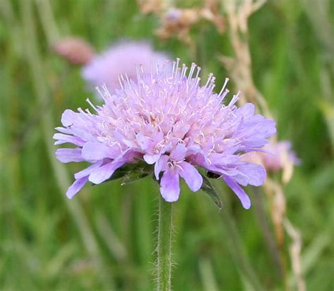 Field Scabious Knautia Arvensis © Kate Jewell Geograph Britain And