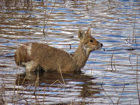 The Autistic Naturalist March 25th Strumpshaw Fen