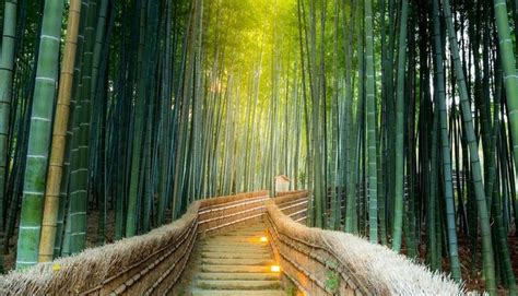Arashiyama Bamboo Forest Kyoto Japan The Most Beautiful Forests In
