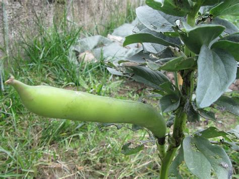 La pratica del sovescio del favino (ma non solo) presenta diversi benefici al terreno. Le Fave (Vicia faba) Arricchiscono di Azoto la Terra dell ...