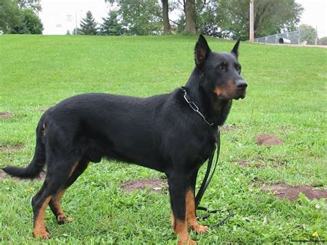 The beauceron he is known in france as a watchdog, a farm helper. Giống Chó Beauceron ( Bécgiê Pháp) | Vetshop.VN