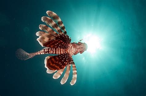 Lion Fish Fish Underwater The Red Sea Lionfish Red Sea Hd