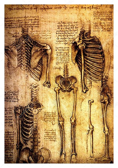 How much can you lose? Ancient anatomical drawings by Leonardo DaVinci — Stock ...