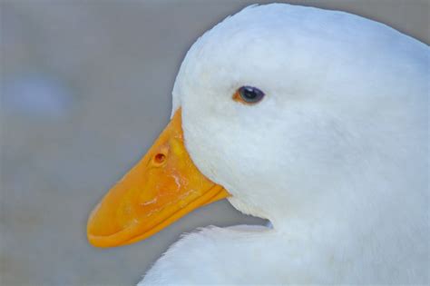 Pekin Duck