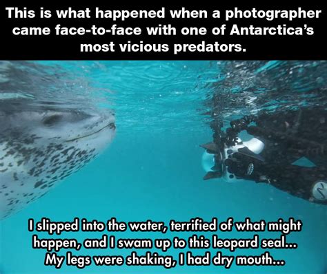 Unamusedsloth “vicious” Leopard Seal Tries To Keep National Geographic