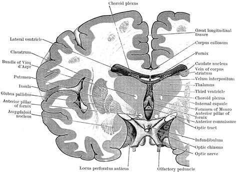 Coronal Section Through The Cerebrum Clipart Etc
