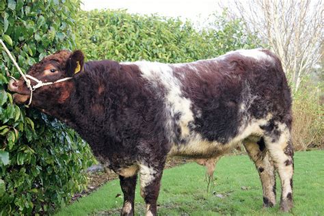 Beef Bulls For Dairy Herd Shorthorn Marketing Company