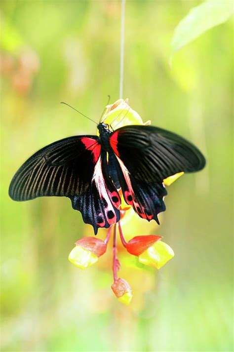 Pin On Butterflies