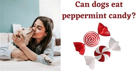 Can Dogs Eat Peppermint Candy Side Effects Complete Guide