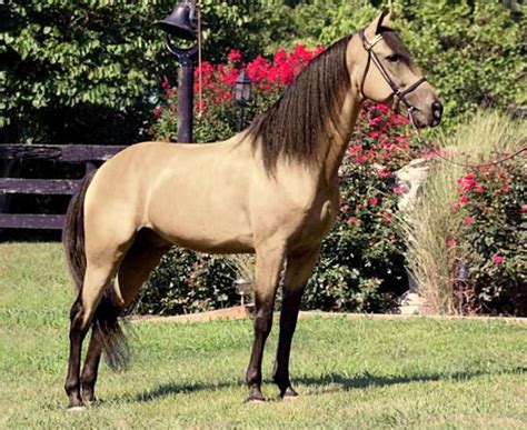 buckskin rocky mountain horse stallion caudills spirit horses beautiful horses horse world