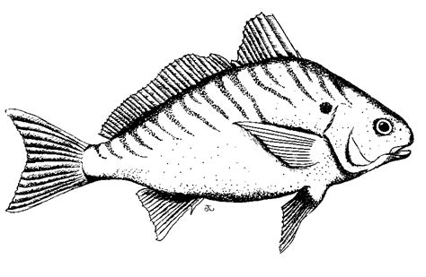Fish Black And White Fish Clipart Wikiclipart
