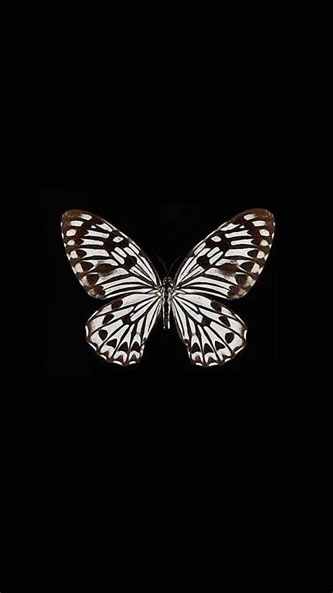 Black And White Butterfly Wallpapers Wallpaper Cave