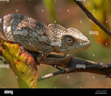 Malagasy Giant Chameleons Hi Res Stock Photography And Images Alamy