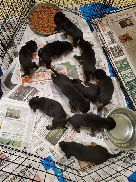 10 puppies found abandoned in crate in Cabell County | WOWK 13 News