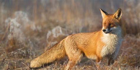 Red Fox National Geographic