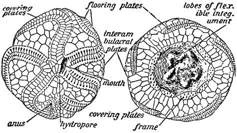 Sea Urchin Anatomy Anatomy Diagram Source