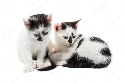 Black And White Kittens Stock Photo By ©alekcey 2129063