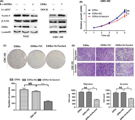 Role of Nectin4 in estrogenrelated receptorα ERRα induced