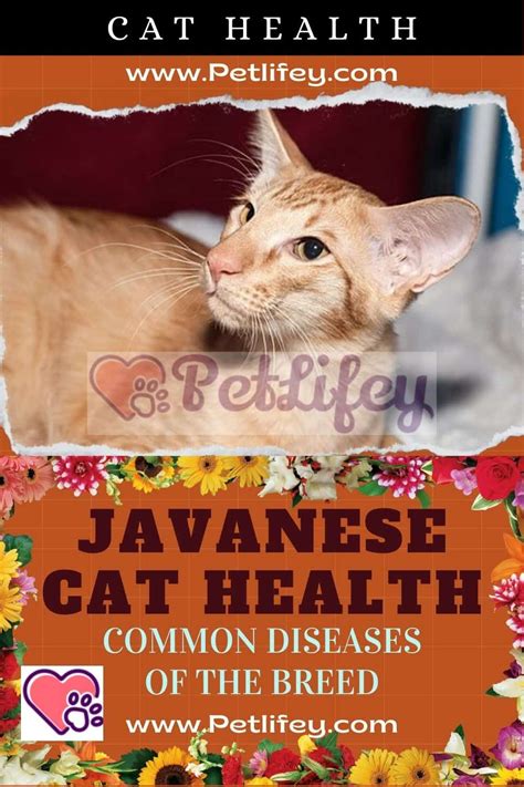 Javanese Cat Health Common Diseases Of The Breed Pet Lifey