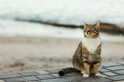 Funny Grey Cat On The Beach Against The Sea Stock Photo Image Of