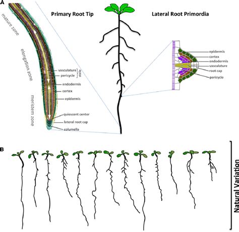 Tissue Architecture And Natural Variation Of The Root Of Arabidopsis