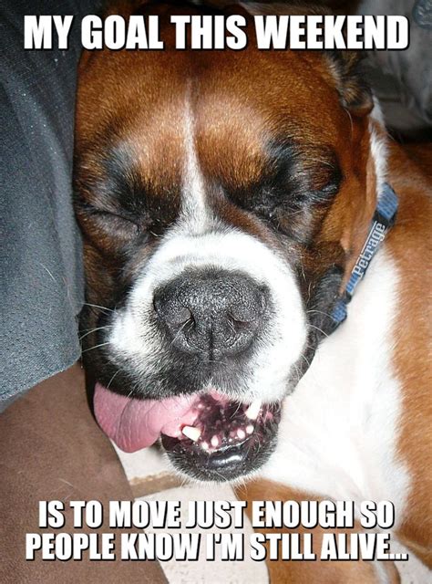 The Sarcastic Boxer Dog Lazy Meme Boxer Dogs Weekend Meme Boxer