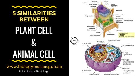 This article looks at the basic similarities and differences between animal and plant cells, and the functions of different organelles, and how cells are adapted to it is important to realise that most cells do not look like the general plant and animal cells that are illustrated in most science text books. 5 Similarities between Plant cell and Animal cell