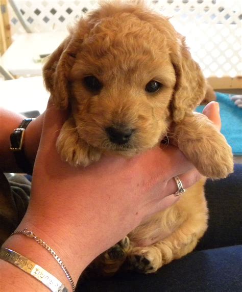 Mini Goldendoodle The Cutest Puppy Ever