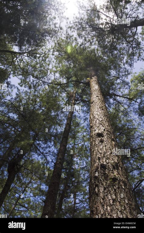 Sun Shining Through Pine Trees Forest Stock Photo Alamy
