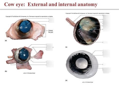 Diagram Of The Cow Eye Images How To Guide And Refrence Cow Eyes Eye
