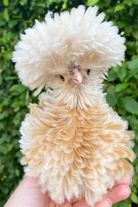 Top 6 Utterly Cute Chicken Breeds With Pictures