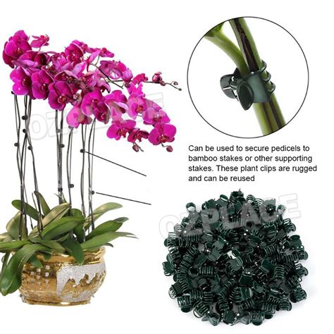100xsmall Orchid Plant Clips In Dark Green Plastic Stake Phalaenopsis