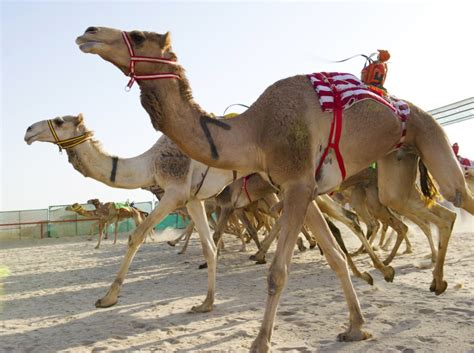 These jockeys, in fact, are robots. Dubai Camel Race Fiddle: Three Men Jailed for Stun Gun in ...