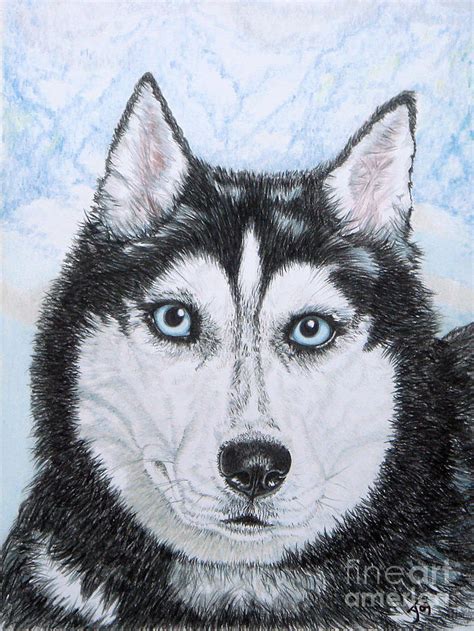 Siberian Husky Drawing By Yvonne Johnstone