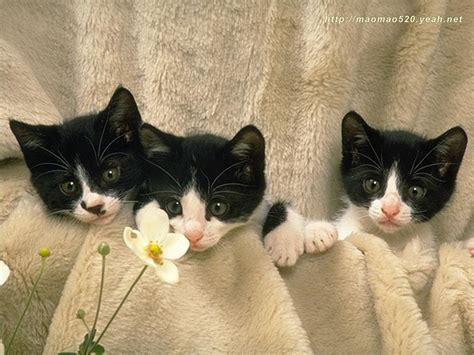 Cute Kitten Wallpaper Kittens Wallpaper 13938983 Fanpop