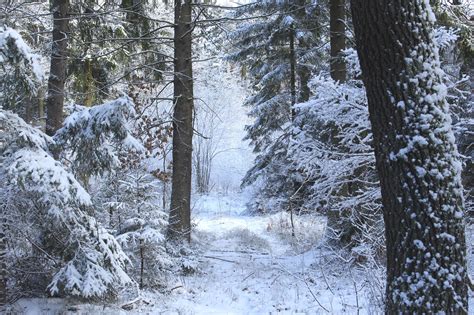 무료 이미지 경치 나무 숲 집 밖의 황야 분기 눈 감기 겨울 목재 꼬리 화이트 서리 날씨 푸른