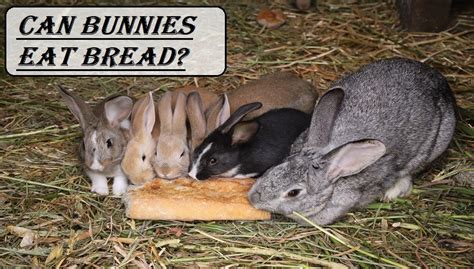 Can Bunnies Eat Bread Are White Brown Or Banana Bread Safe