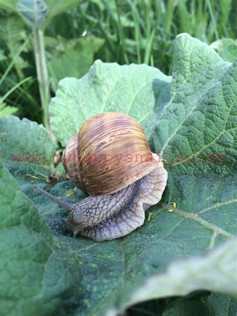 Where to buy live garden snails. Nice garden snail Helix Pomatia | Pet snails, Snail ...