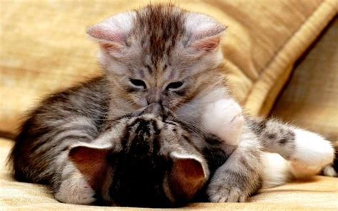Cute Kittens Kissing Cute Kittens