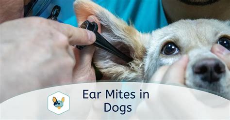 Ear Mites In Dogs Symptoms And Treatment Your Pet Insured