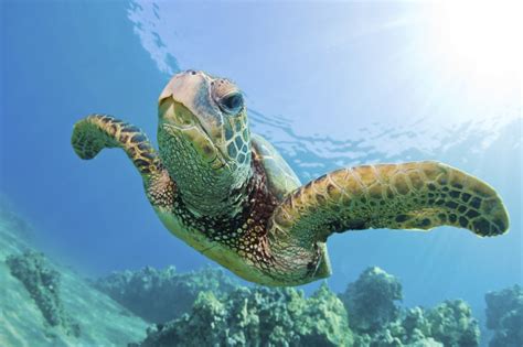 Turtle Town Arches Maui Hawaiian Green Sea Turtles On Maui