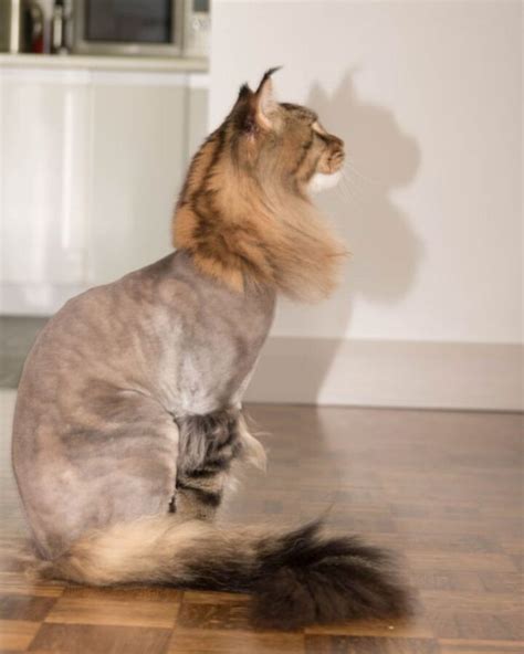Adorable Maine Coon Cats With Lion Cuts With Photos Mainecoon Org